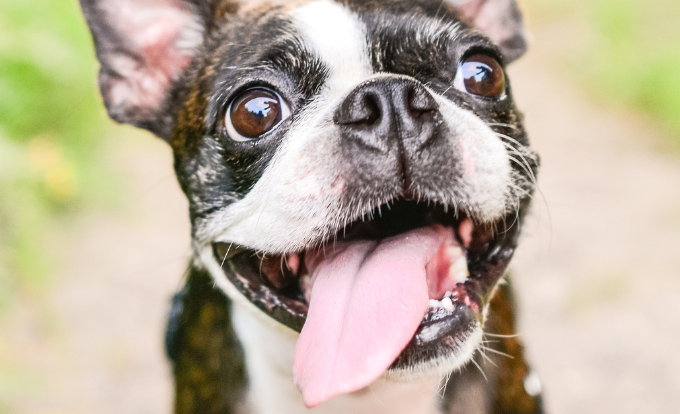  A Importância do Cuidado Oral nos Pets